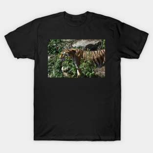 Tiger T-Shirt